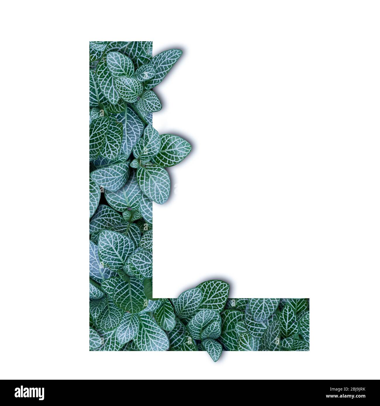 Concept de nature alphabet des feuilles vertes dans lettre L formes isolées Banque D'Images