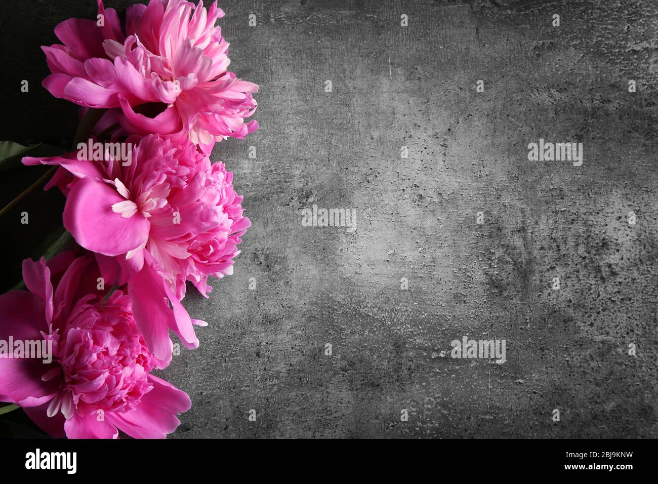 Belles fleurs pivoines sur fond sombre texturé Banque D'Images