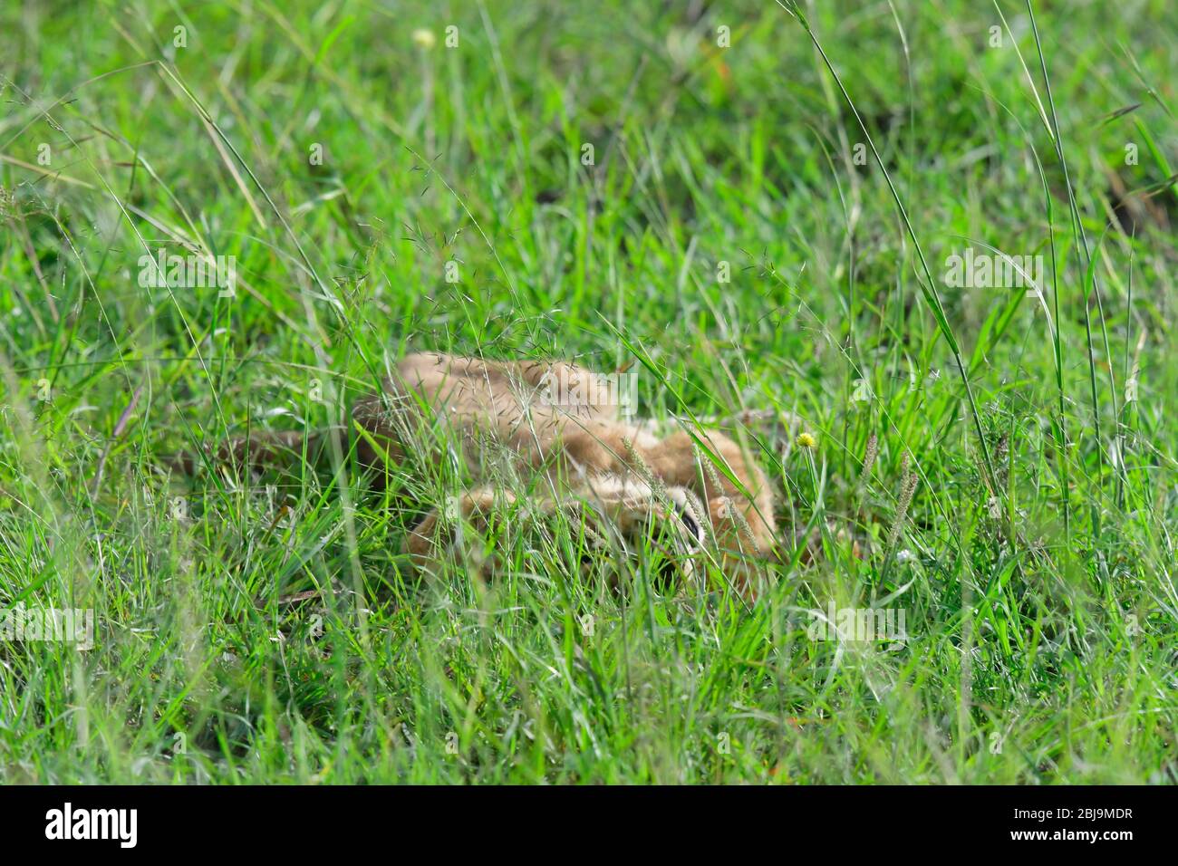 Réserve de Masai Mara, Kenya Banque D'Images