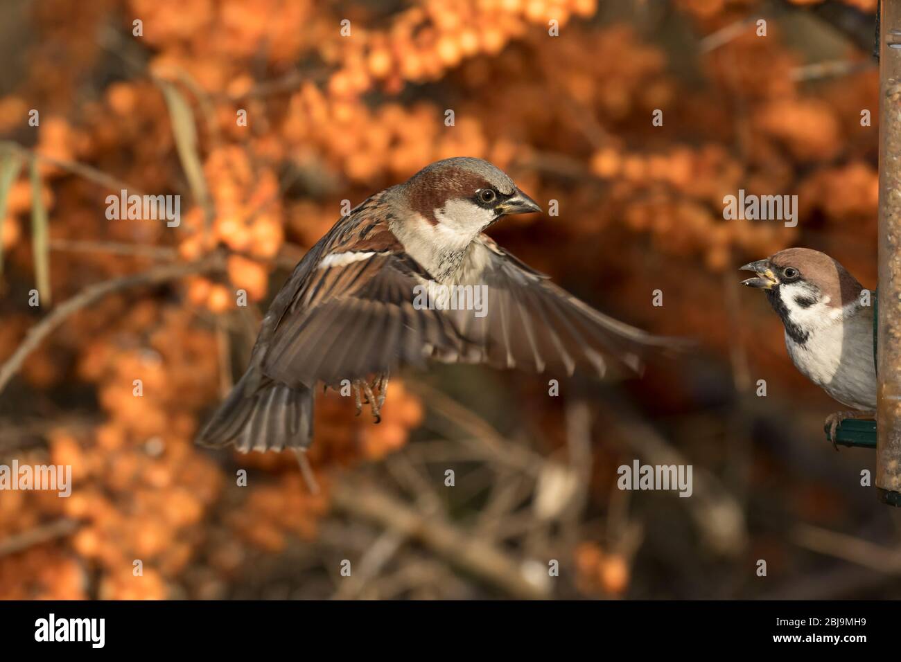 Maison masculine sparrow en vol Banque D'Images