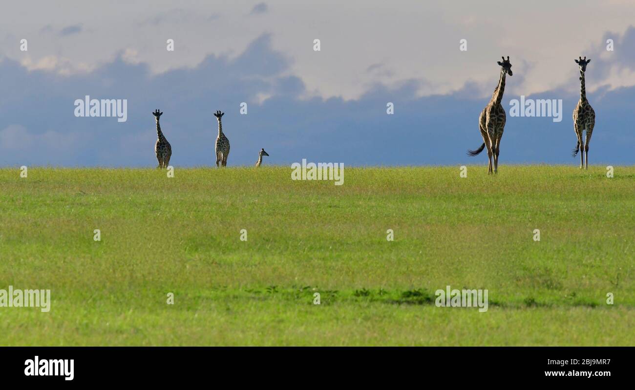 Réserve de Masai Mara, Kenya Banque D'Images