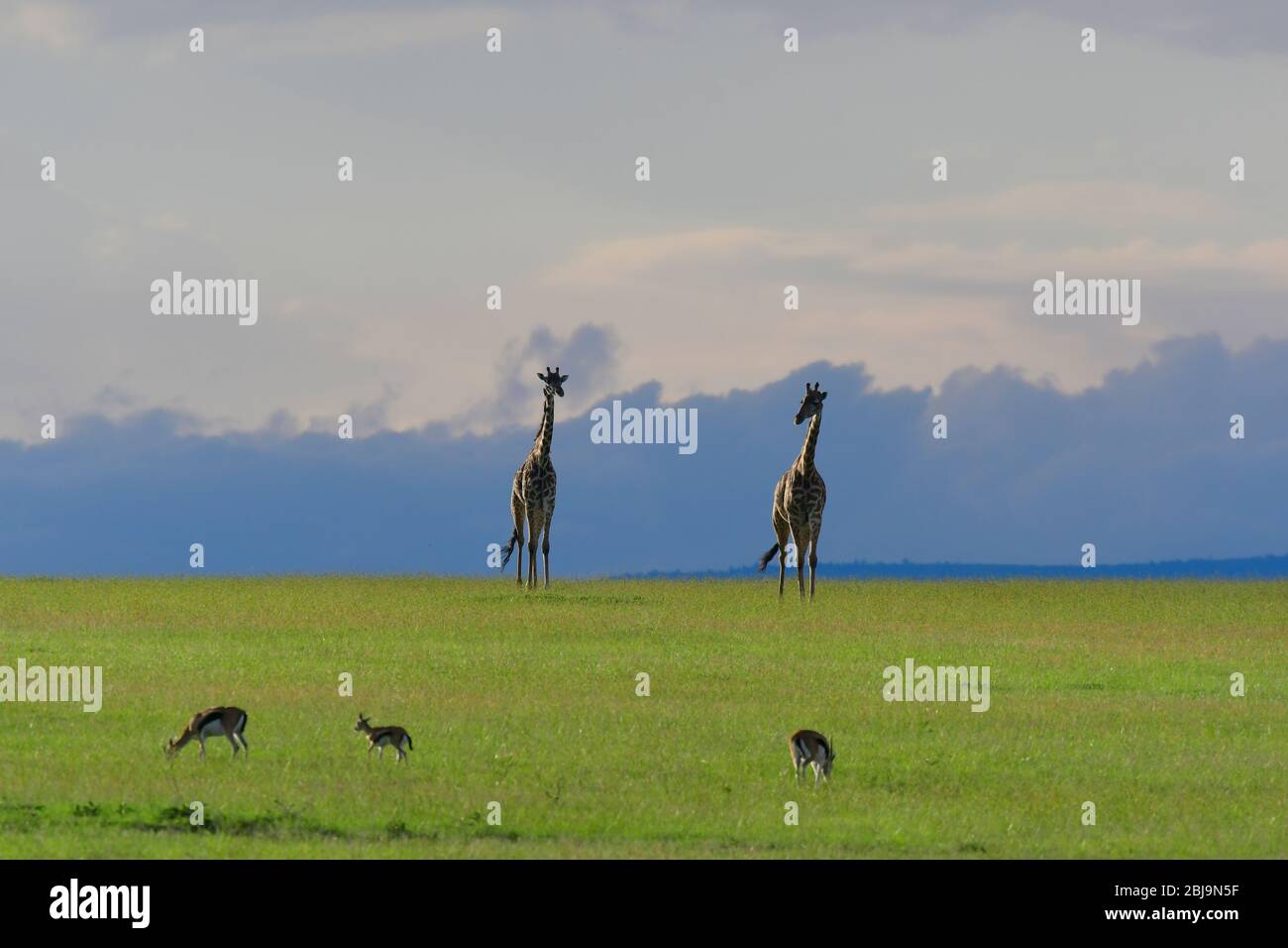 Réserve de Masai Mara, Kenya Banque D'Images