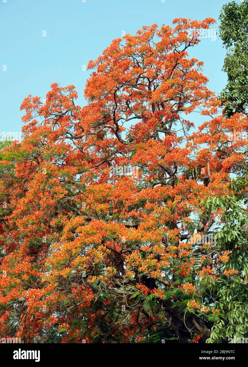 Photo de la banque - arbre royal de Poinciana à Bloom Dhaka, Bangladesh, 7 mai 2017. Banque D'Images