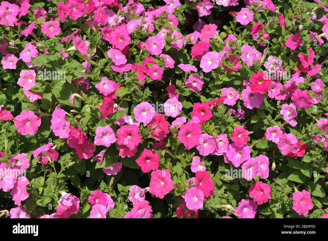Aubertia Aubrieta rose violet et rouge petite plante vivace ornementale -  photo de stock Photo Stock - Alamy