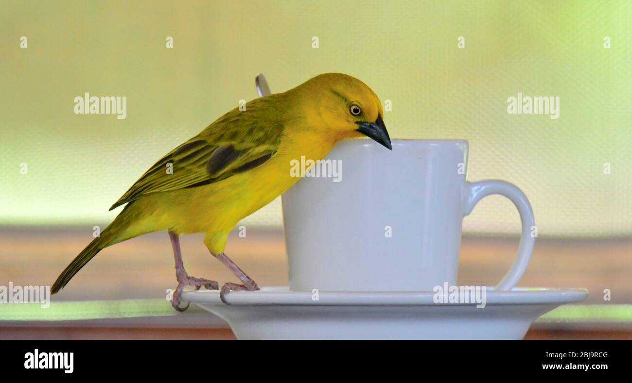 Un oiseau très tame, tisseuse d'or, vole des miettes du restaurant du camp de base de Mara, réserve de Masai Mara, Kenya Banque D'Images