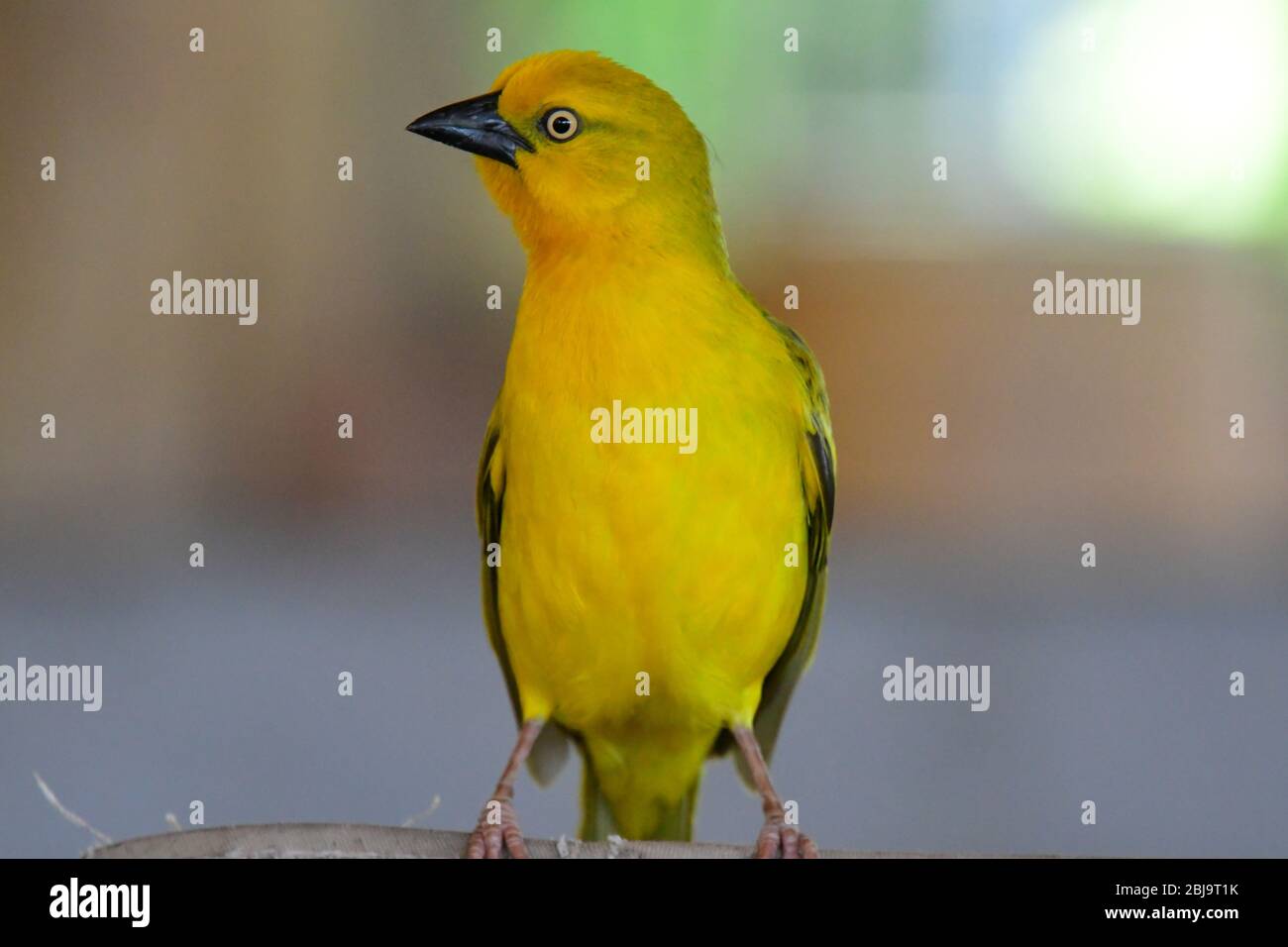 Un oiseau très tame, tisseuse d'or, vole des miettes du restaurant du camp de base de Mara, réserve de Masai Mara, Kenya Banque D'Images