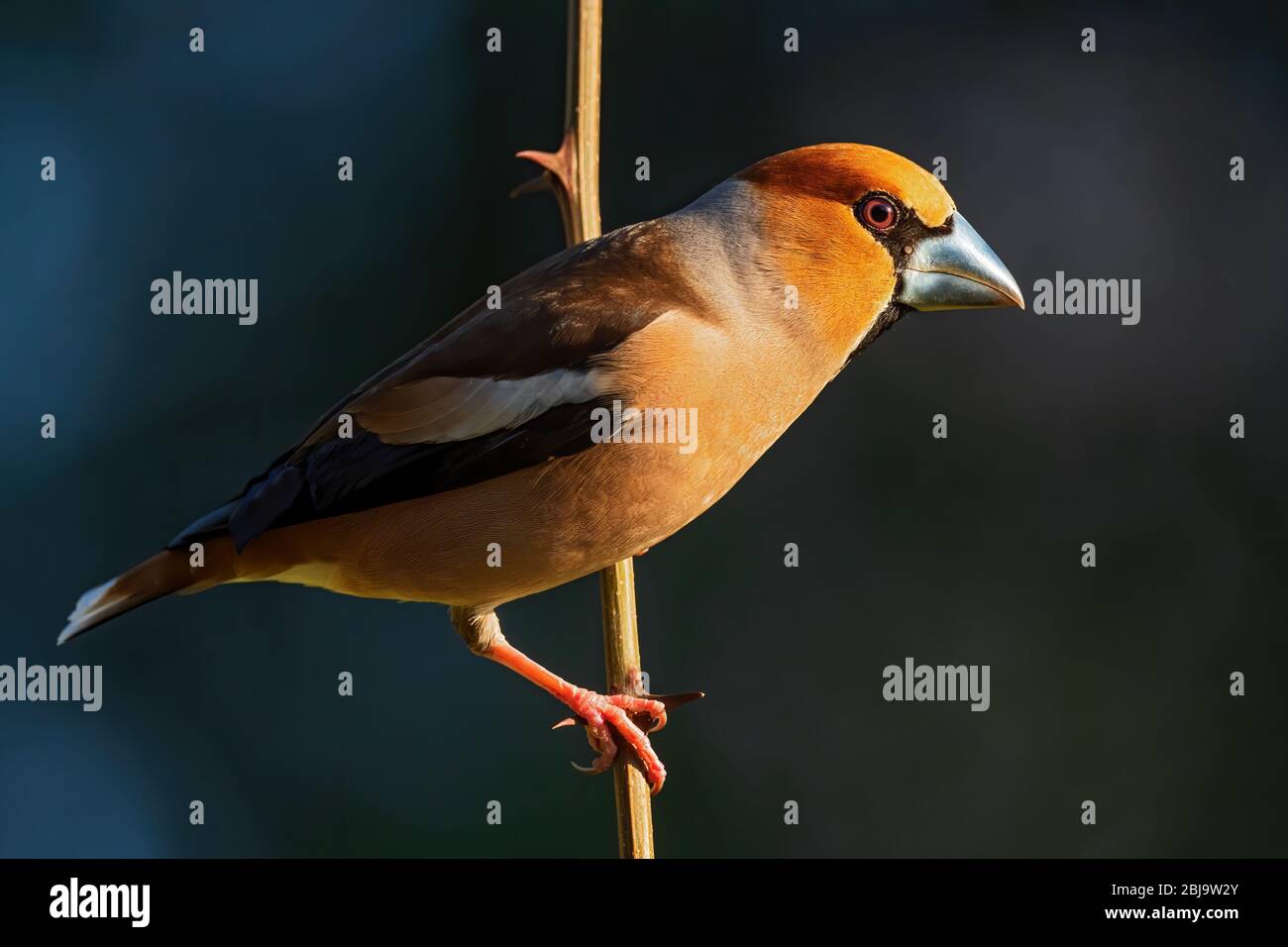 Hawfinch - Coccothraustes coccothraustes, magnifique oiseau perché de couleur des forêts du Vieux monde, Zlin, République tchèque. Banque D'Images
