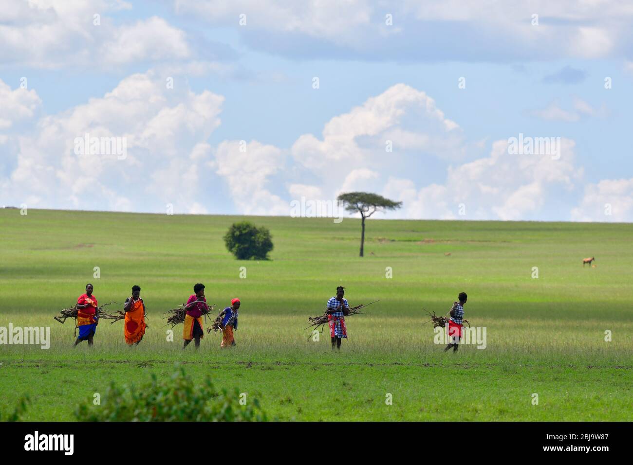 Réserve de Masai Mara, Kenya Banque D'Images
