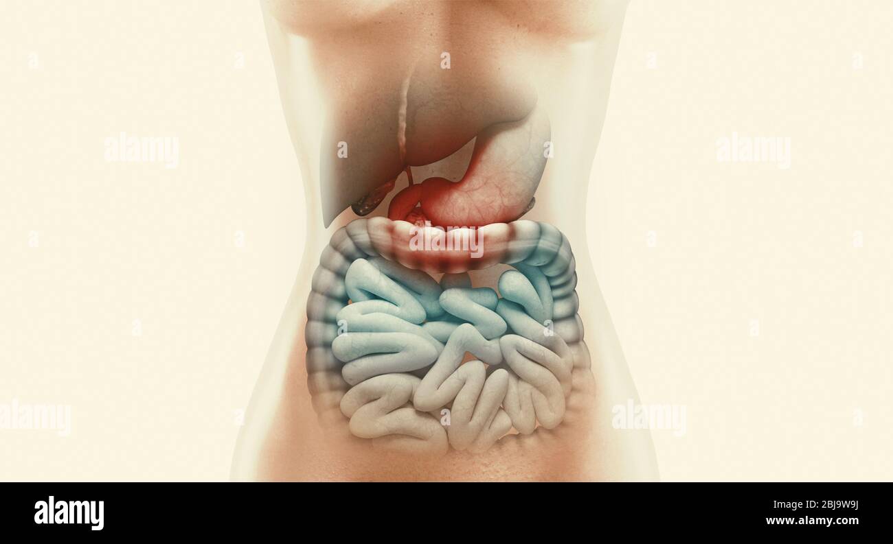 Anatomie du système digestif humain avec intestin mis en évidence, illustration du rendu en relief Banque D'Images