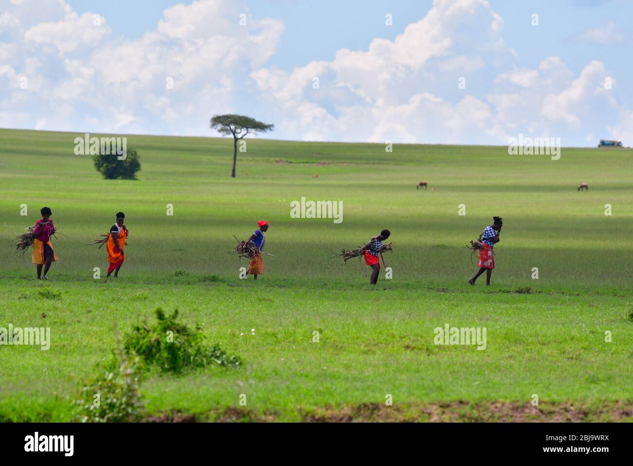 Réserve de Masai Mara, Kenya Banque D'Images