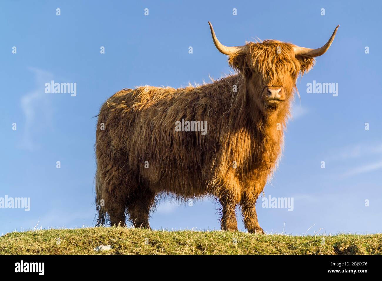 Le bétail écossais Highland race Banque D'Images