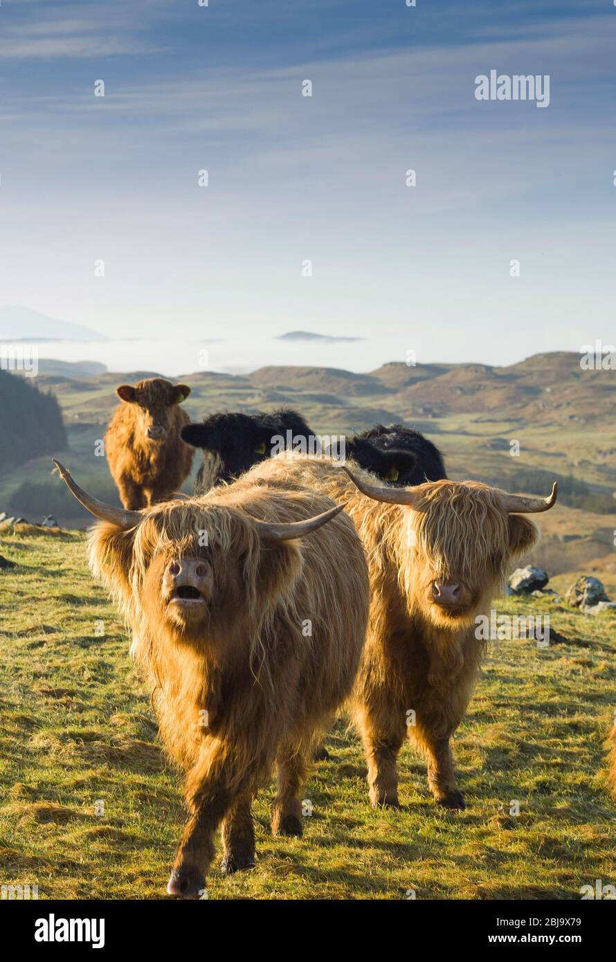 Le bétail écossais Highland race Banque D'Images