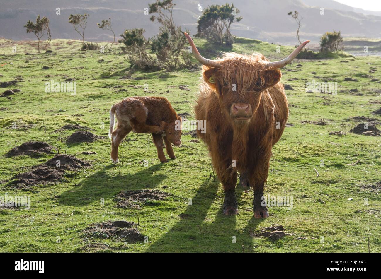 Le bétail écossais Highland race Banque D'Images