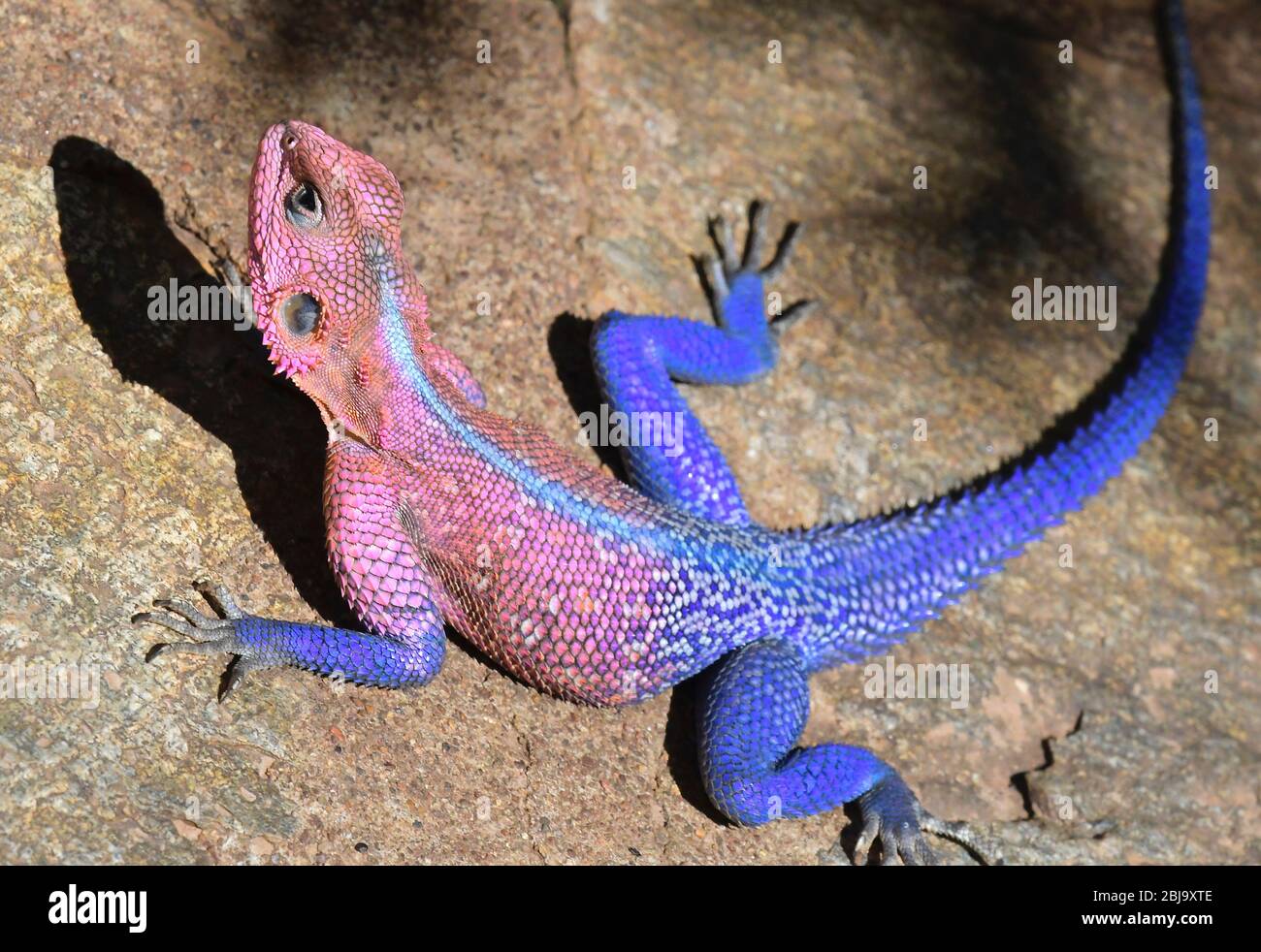 Réserve de Masai Mara, Kenya Banque D'Images