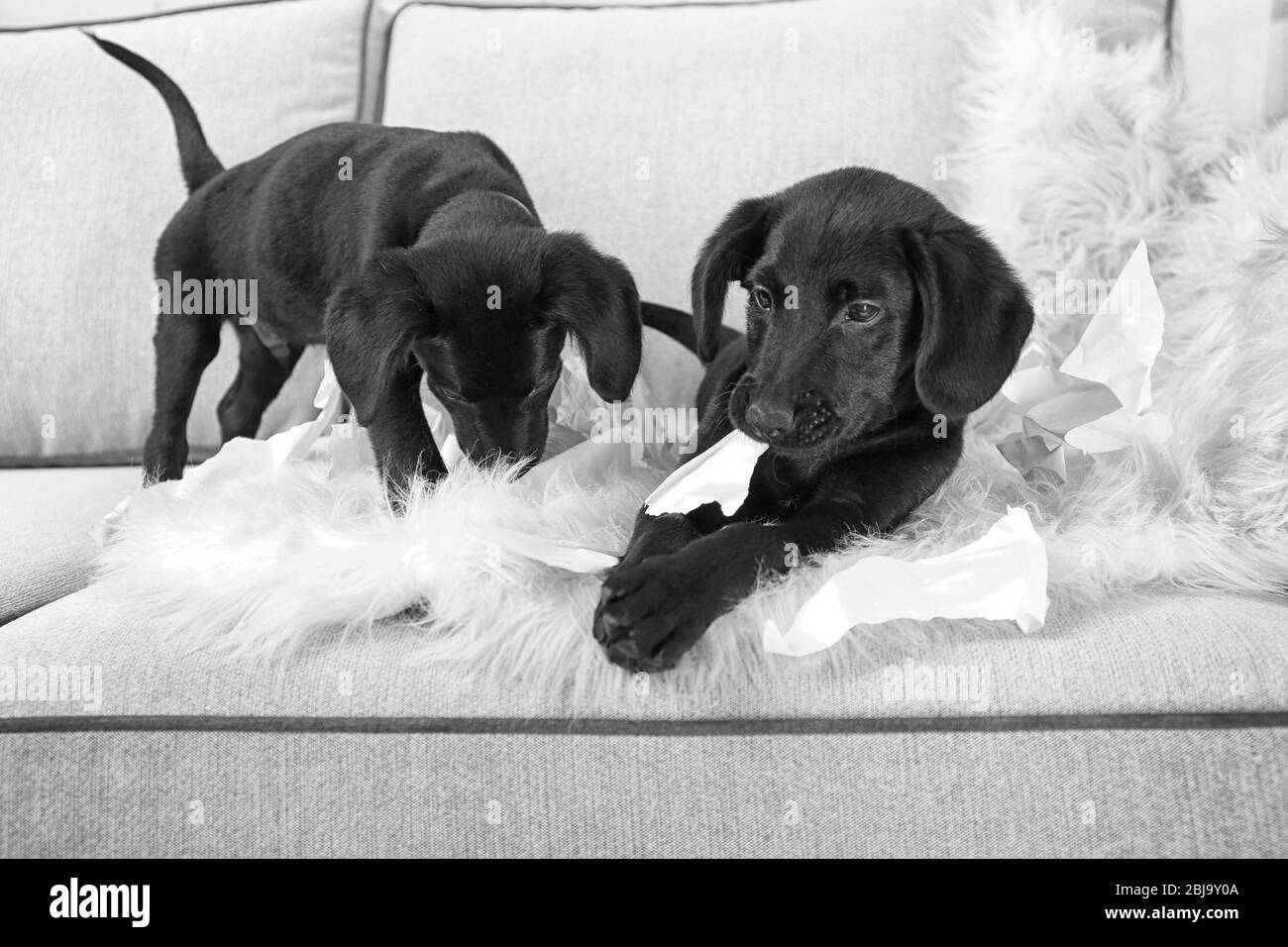 Les chiots du Labrador rigoles jouent avec des feuilles de papier sur le canapé Banque D'Images