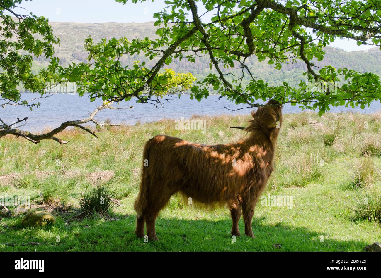 Le bétail écossais Highland race, manger des feuilles de chêne Banque D'Images