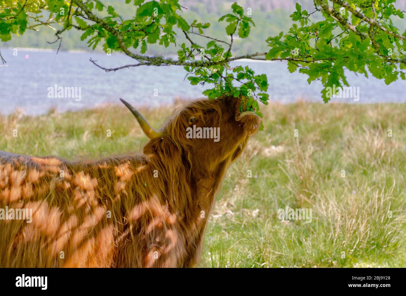 Le bétail écossais Highland race, manger des feuilles de chêne Banque D'Images