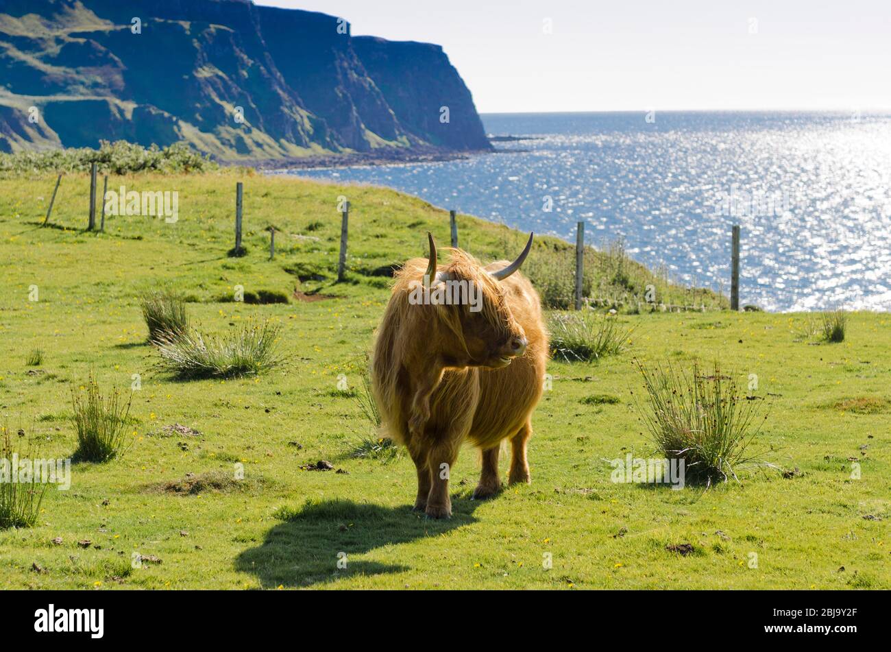 Le bétail écossais des Highlands se reproduit. Rhum d'eigg Banque D'Images