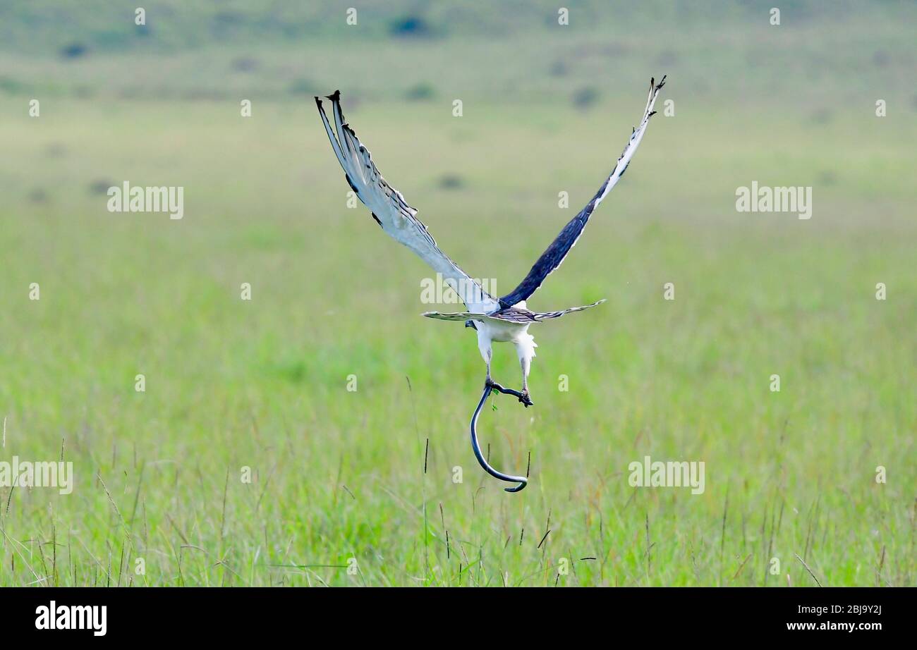 Réserve de Masai Mara, Kenya Banque D'Images