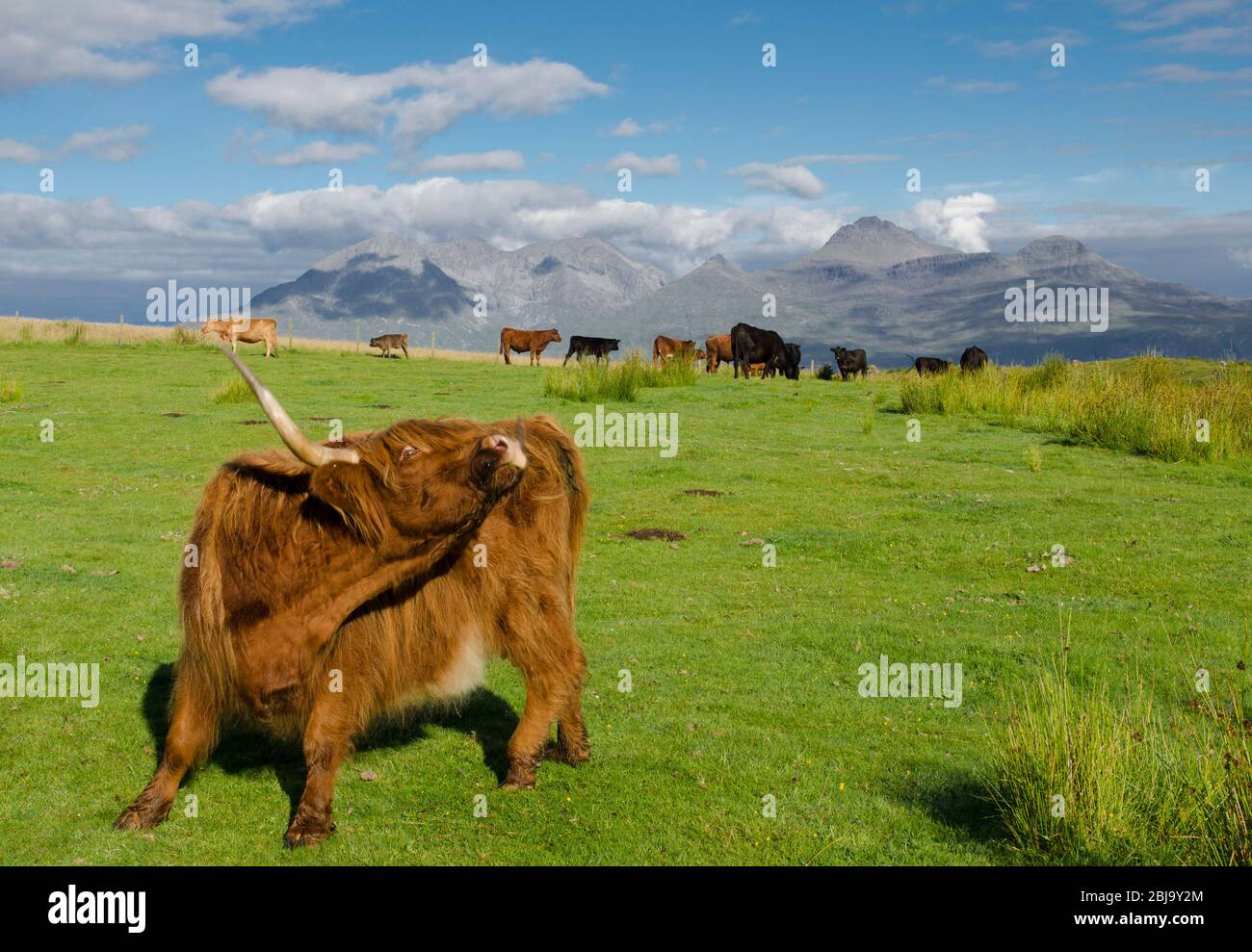 Le bétail écossais des Highlands se reproduit. Rhum d'eigg Banque D'Images
