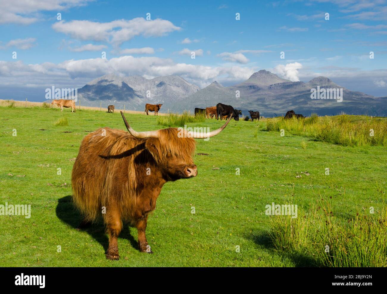 Le bétail écossais des Highlands se reproduit. Rhum d'eigg Banque D'Images