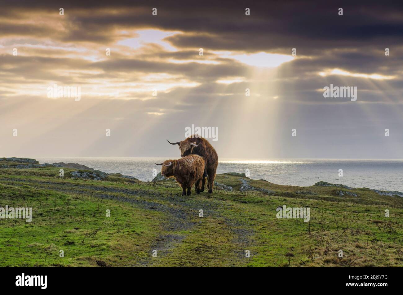 Le bétail des Highlands écossais se reproduit. Accouplement Banque D'Images