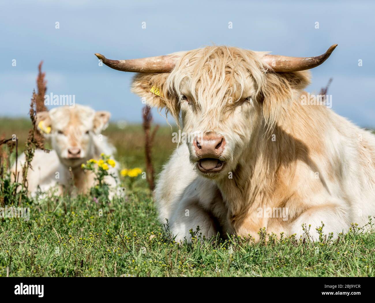 Le bétail écossais Highland race Banque D'Images