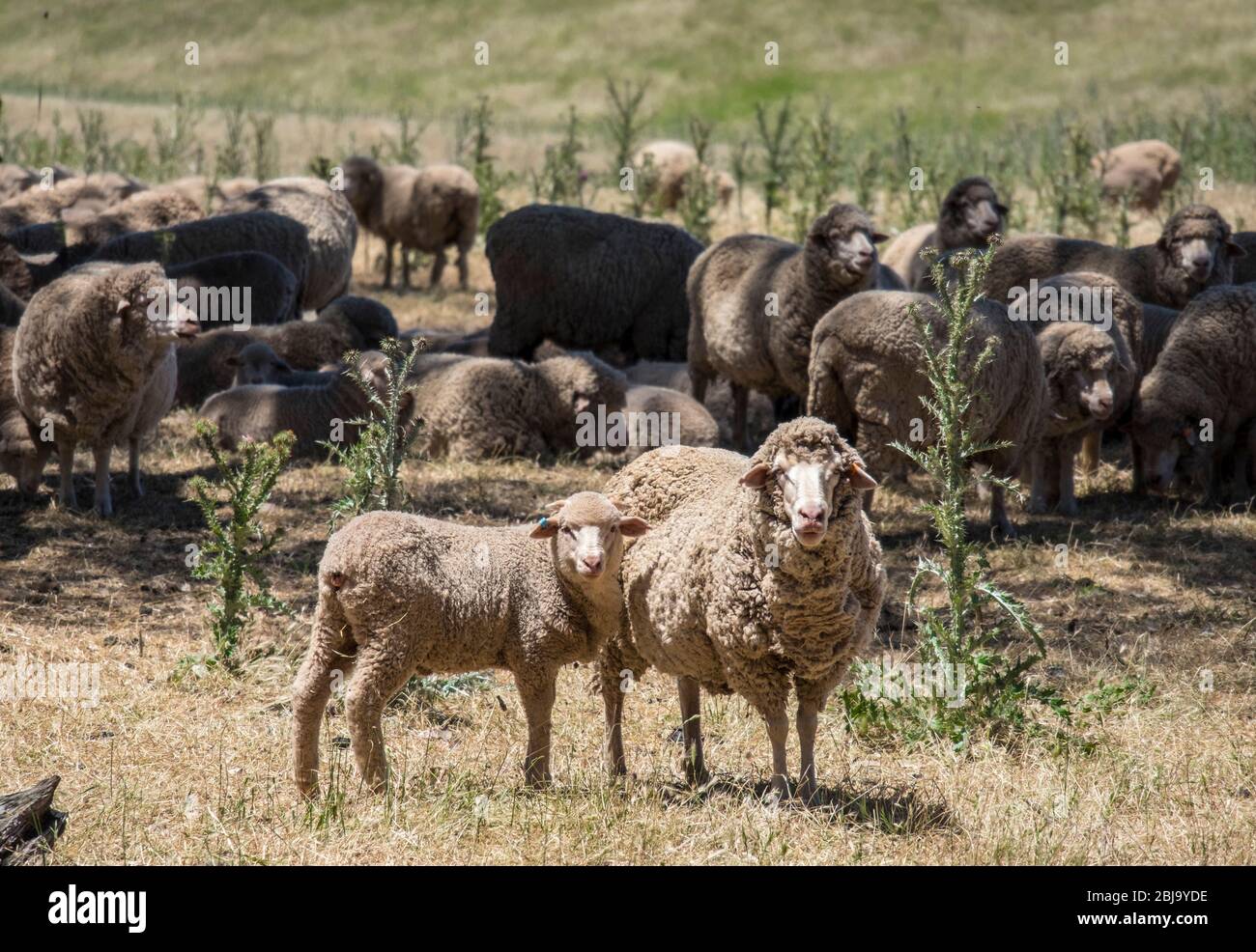 moutons merino, Banque D'Images
