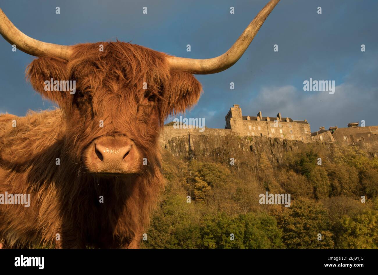 Le bétail écossais des Highlands, au château de Stirling Banque D'Images