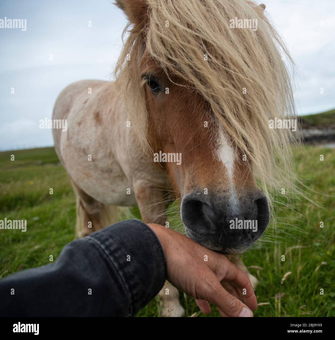 rencontre en douceur avec le poney shetland Banque D'Images