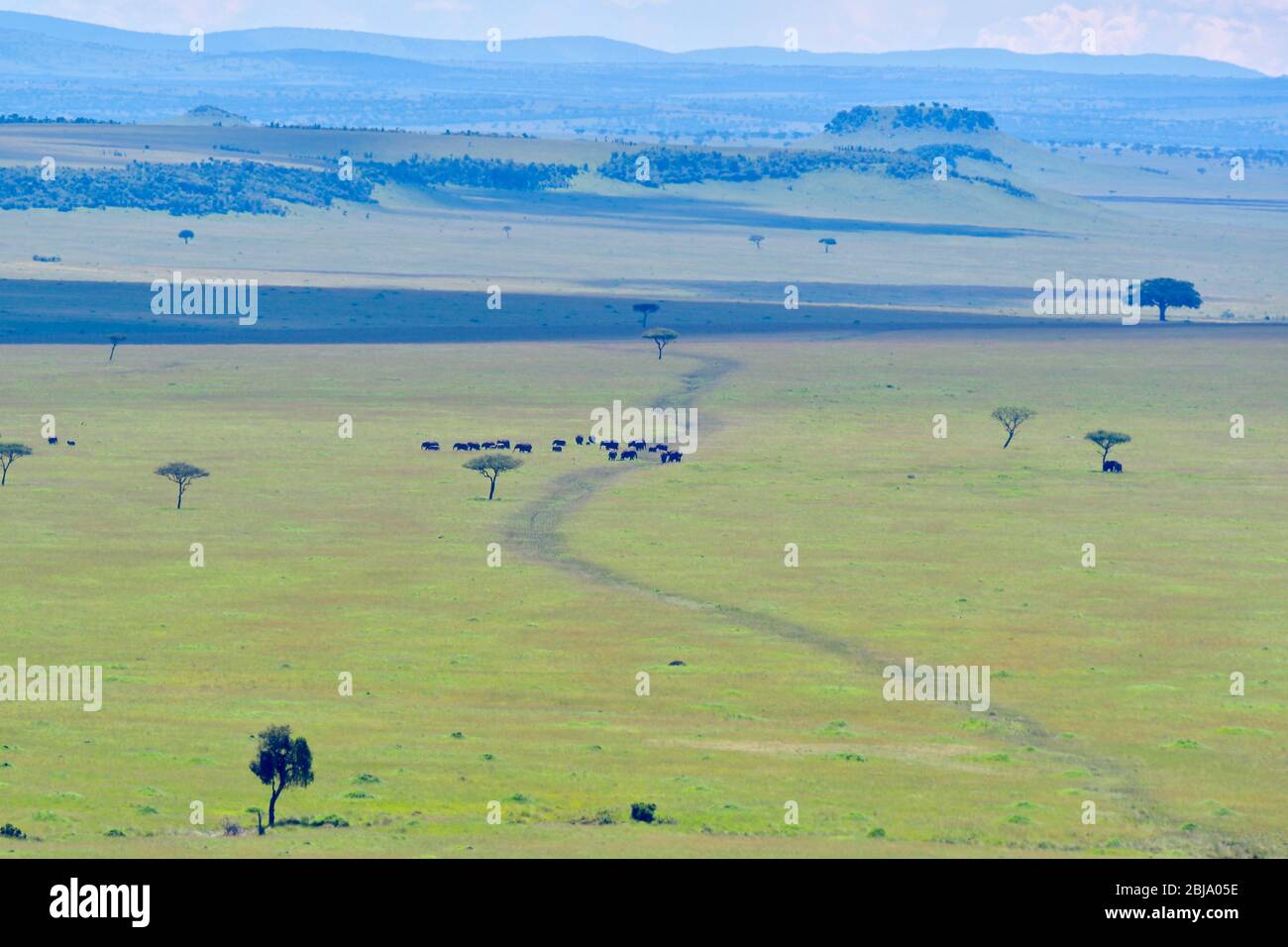 Réserve de Masai Mara, Kenya Banque D'Images