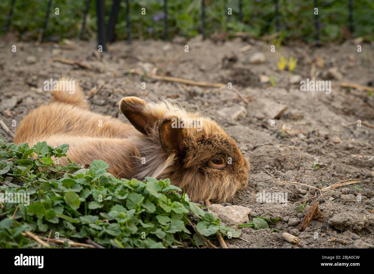 Un joli lapin nain brun (tête d'lions) reposant sur le sol dans le jardin Banque D'Images