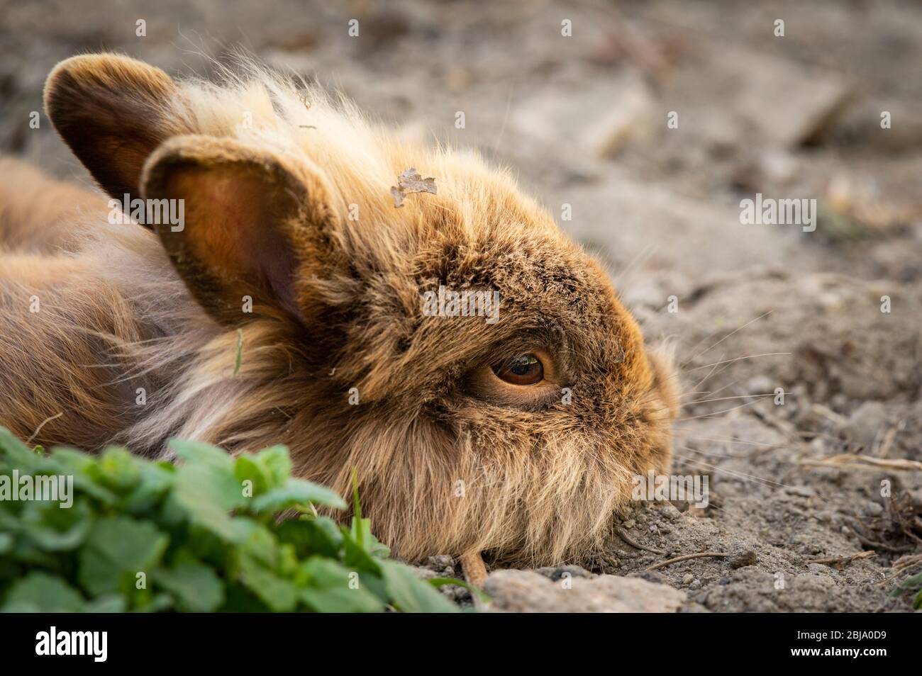 Un joli lapin nain brun (tête d'lions) reposant sur le sol dans le jardin Banque D'Images