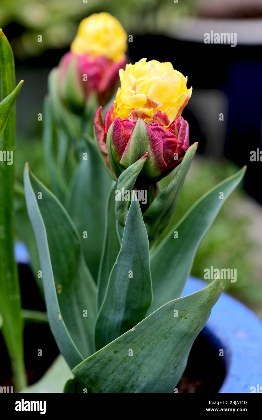 Banane à la crème glacée tulipe Banque D'Images