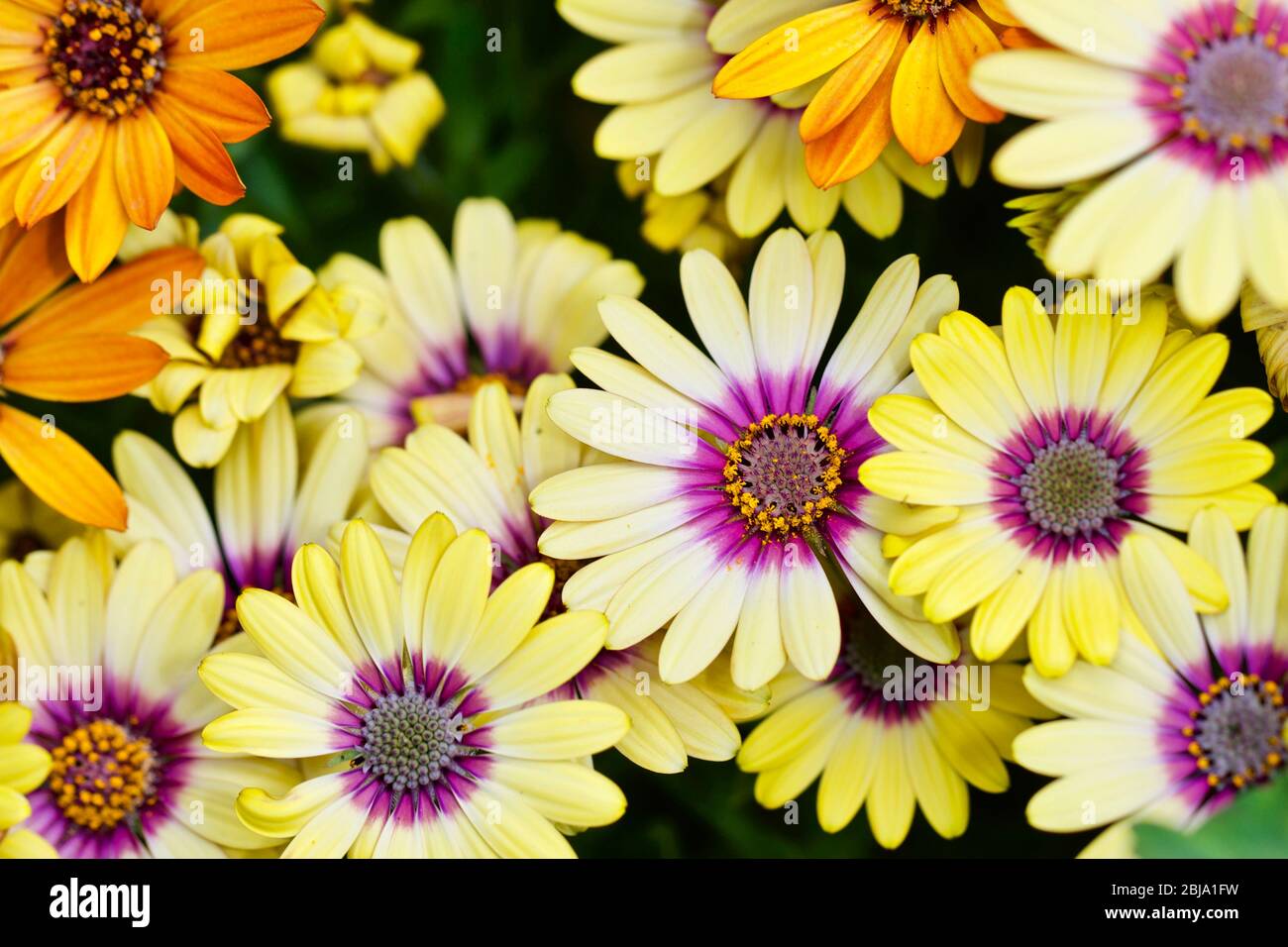 Osteospermum mixte Banque D'Images Osteospermum mixte Banque D'Images