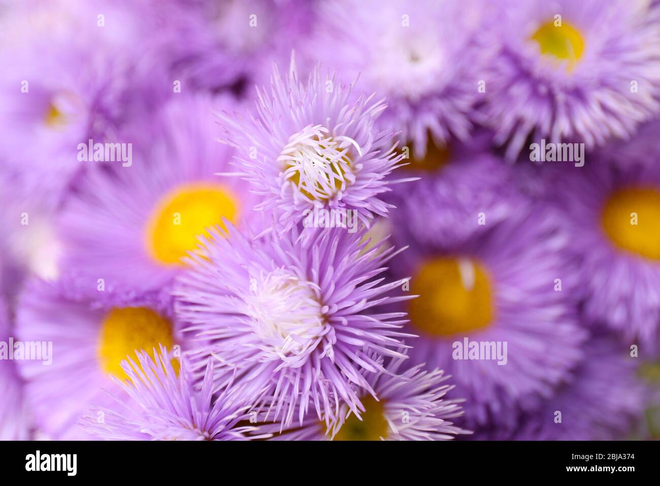Magnifiques daisies violettes, gros plan Banque D'Images
