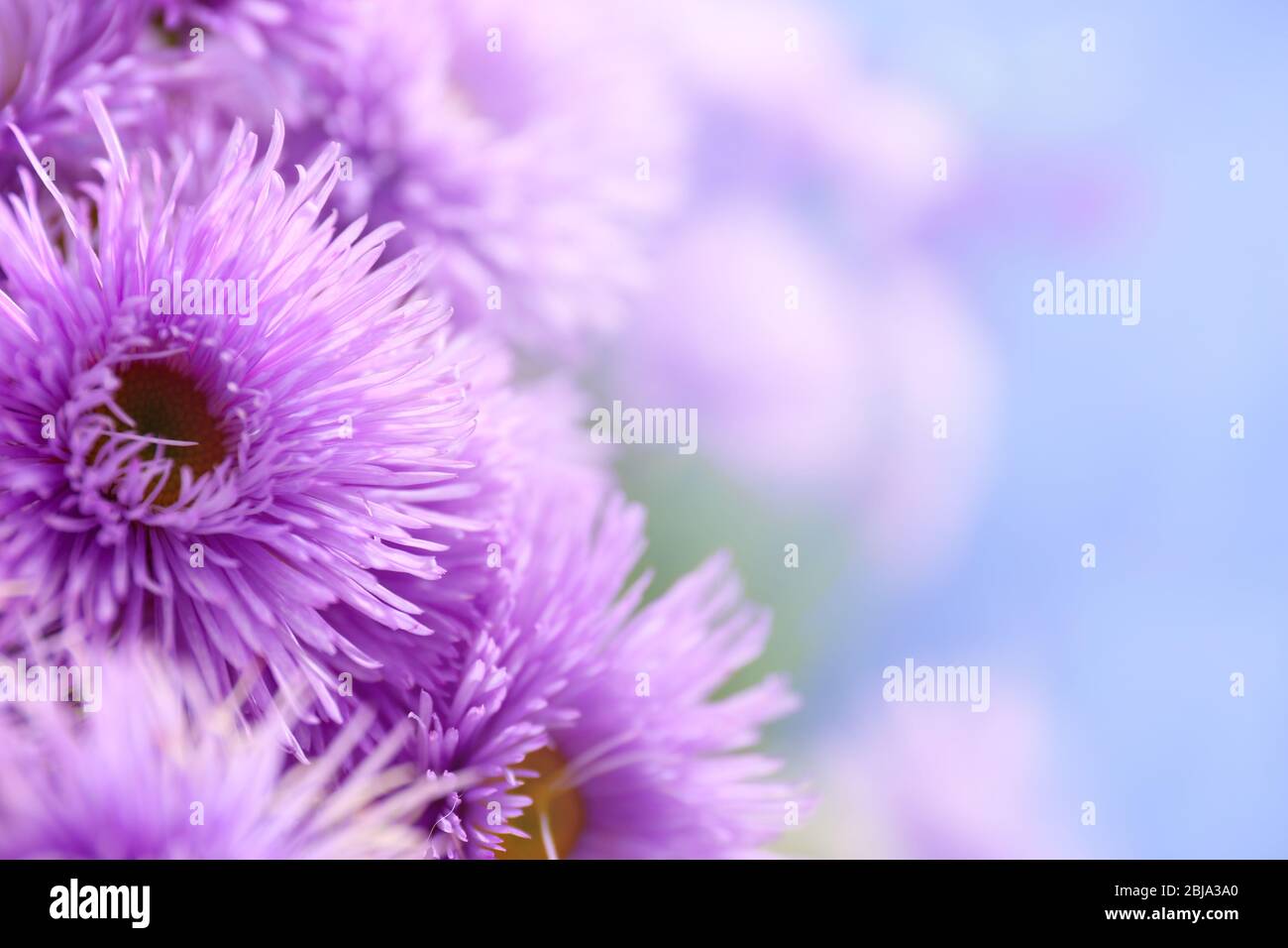 Magnifiques daisies violettes, gros plan Banque D'Images