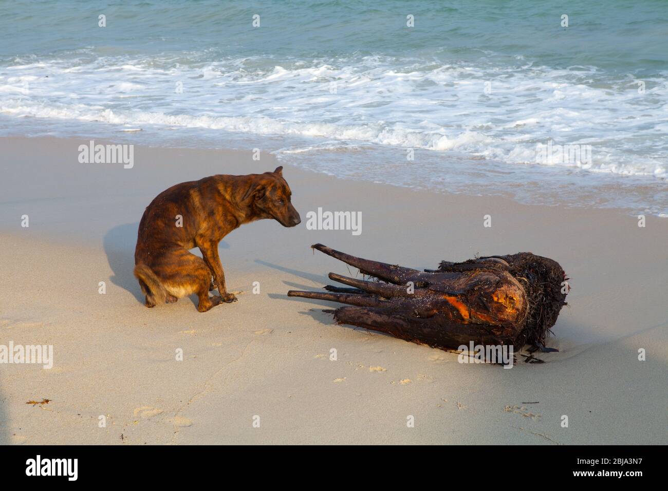 Chien et bois de grève, Ko Samui, Thaïlande Banque D'Images