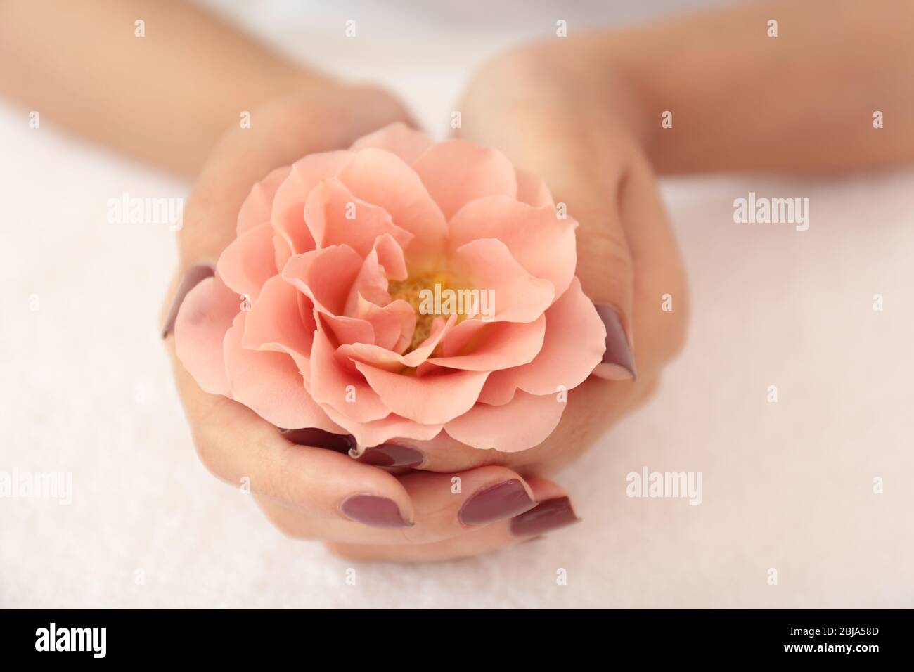 Mains féminines avec une manucure marron tenant la fleur sur le fond du tissu Banque D'Images