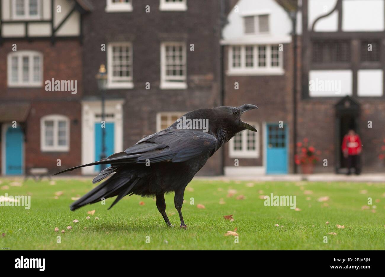 L'un des célèbres corbeaux noirs de la Tour de Londres perché dans une cour intérieure du Palais Royal historique, UNESCO, Londres, Angleterre, Royaume-Uni Banque D'Images