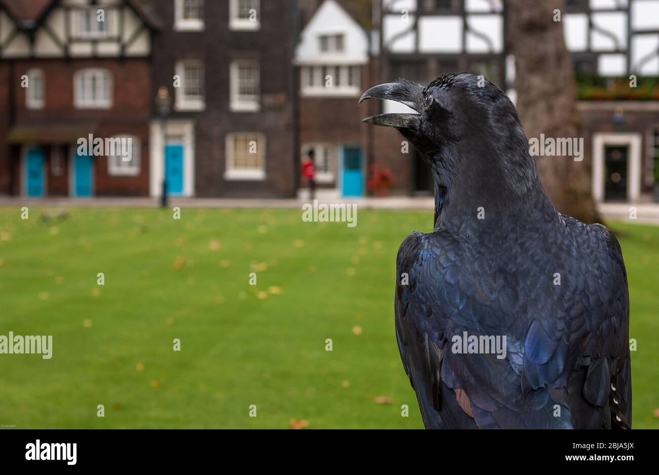 L'un des célèbres corbeaux noirs de la Tour de Londres perché dans une cour intérieure du Palais Royal historique, UNESCO, Londres, Angleterre, Royaume-Uni Banque D'Images