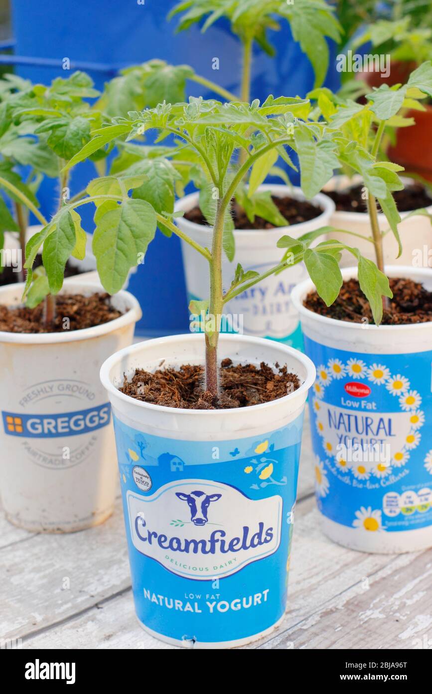 Solanum lycopersicum. De jeunes plants de tomates enrobés de pots de yaourt en plastique et de récipients à boissons. ROYAUME-UNI Banque D'Images