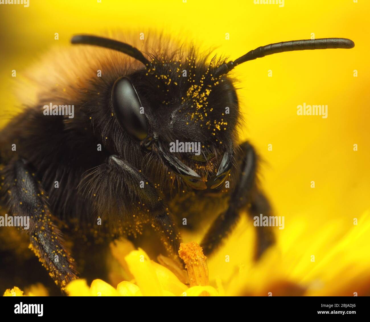 Gros plan sur la tête de l'abeille d'Andrena clarkella sur la fleur du pied de la mine. Tipperary, Irlande Banque D'Images