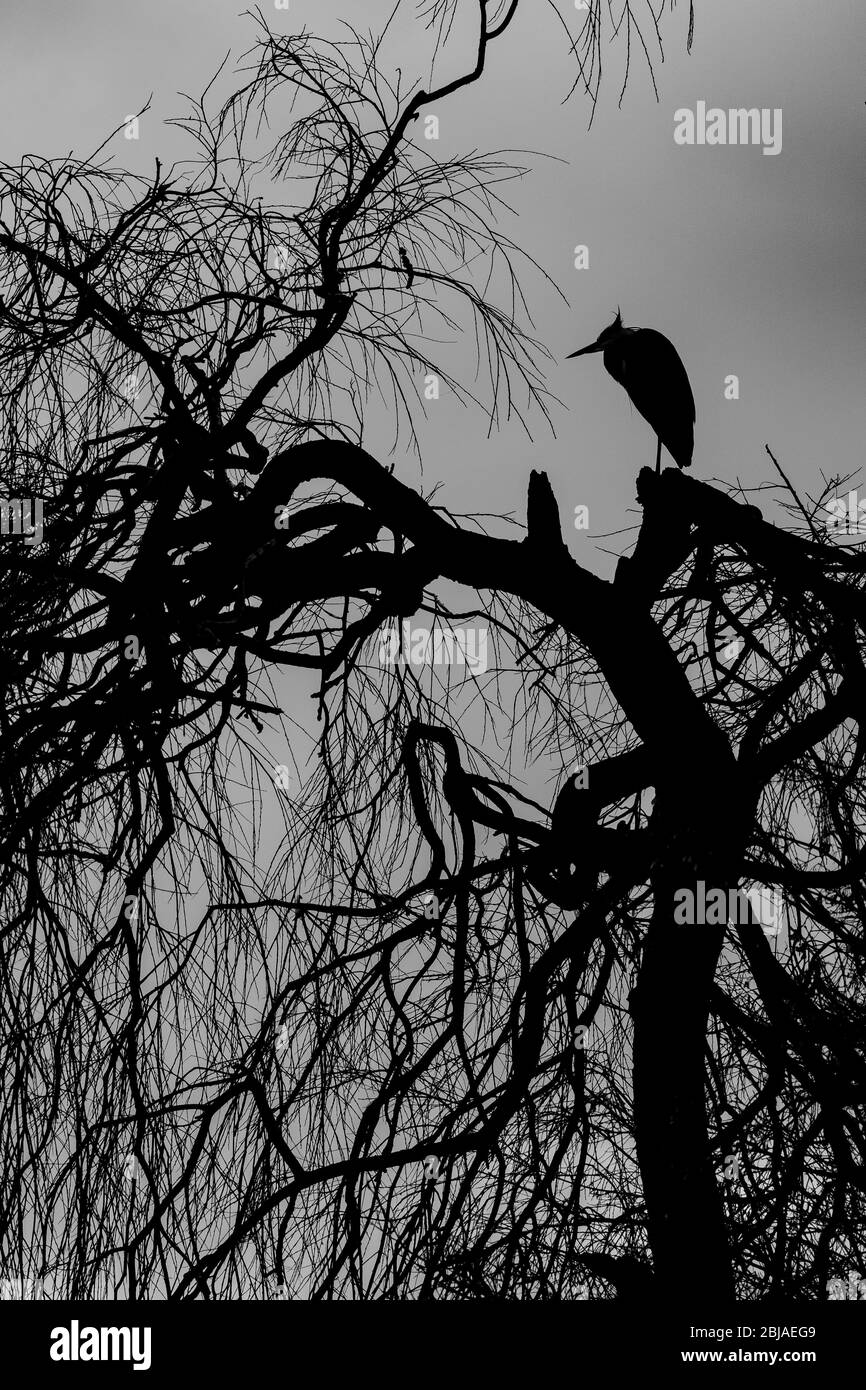 Héron gris (Ardea cinerea), se trouve sur un arbre au crépuscule, Allemagne Banque D'Images