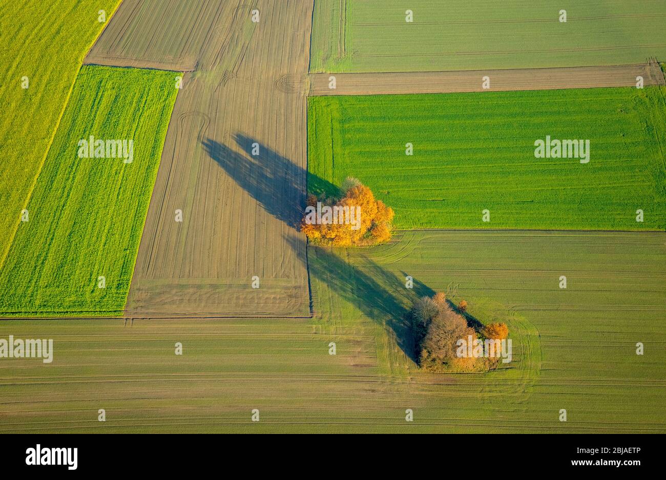 Autum arbres sur un pré à Lipramsdorf, 04.12.2019, photo aérienne, Allemagne, Rhénanie-du-Nord-Westphalie, Haltern am See Banque D'Images Autum arbres sur un pré à Lipramsdorf, 04.12.2019, photo aérienne, Allemagne, Rhénanie-du-Nord-Westphalie, Haltern am See Banque D'Images