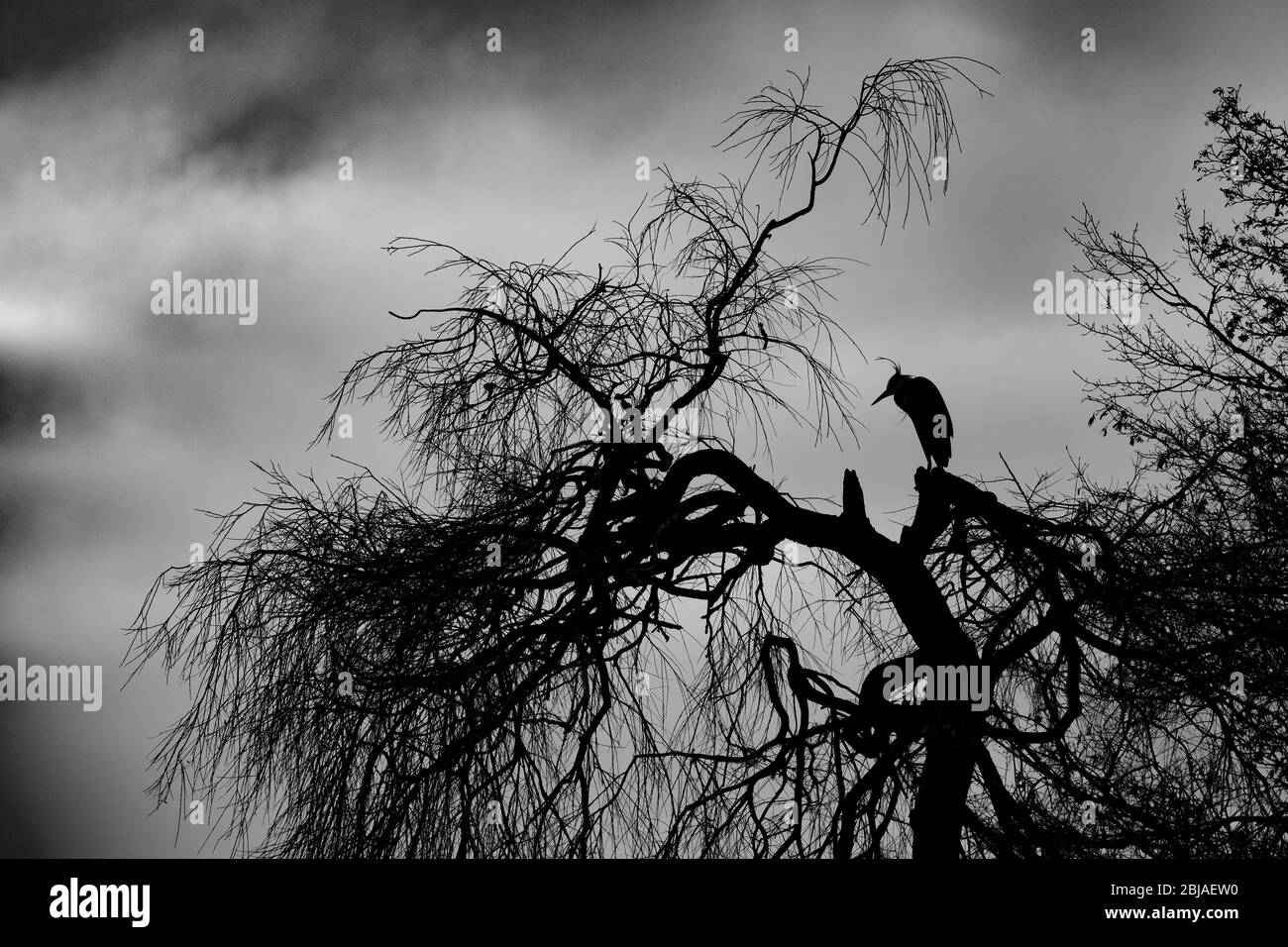 Héron gris (Ardea cinerea), se trouve sur un arbre au crépuscule, Allemagne Banque D'Images