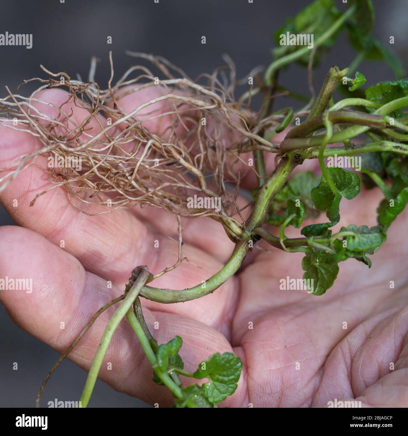 gill-over-the-ground, lierre terrestre (Glechoma hederacea), racines, Allemagne Banque D'Images