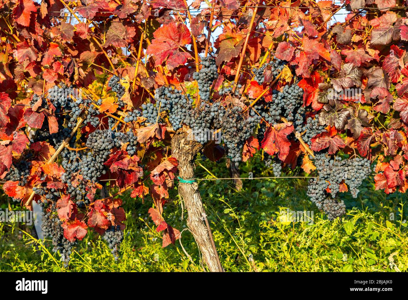 Vignes d'automne à Blatnice pod Svatym Antoninkem, Moravie du Sud, République tchèque Banque D'Images