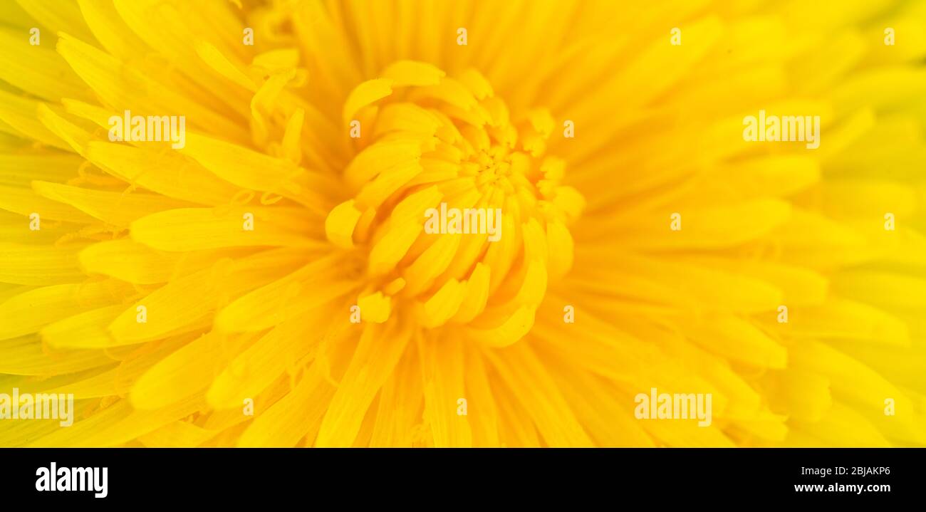 Centre jaune de belle fleur de pissenlit jaune montrant le motif fibonacci. Banque D'Images