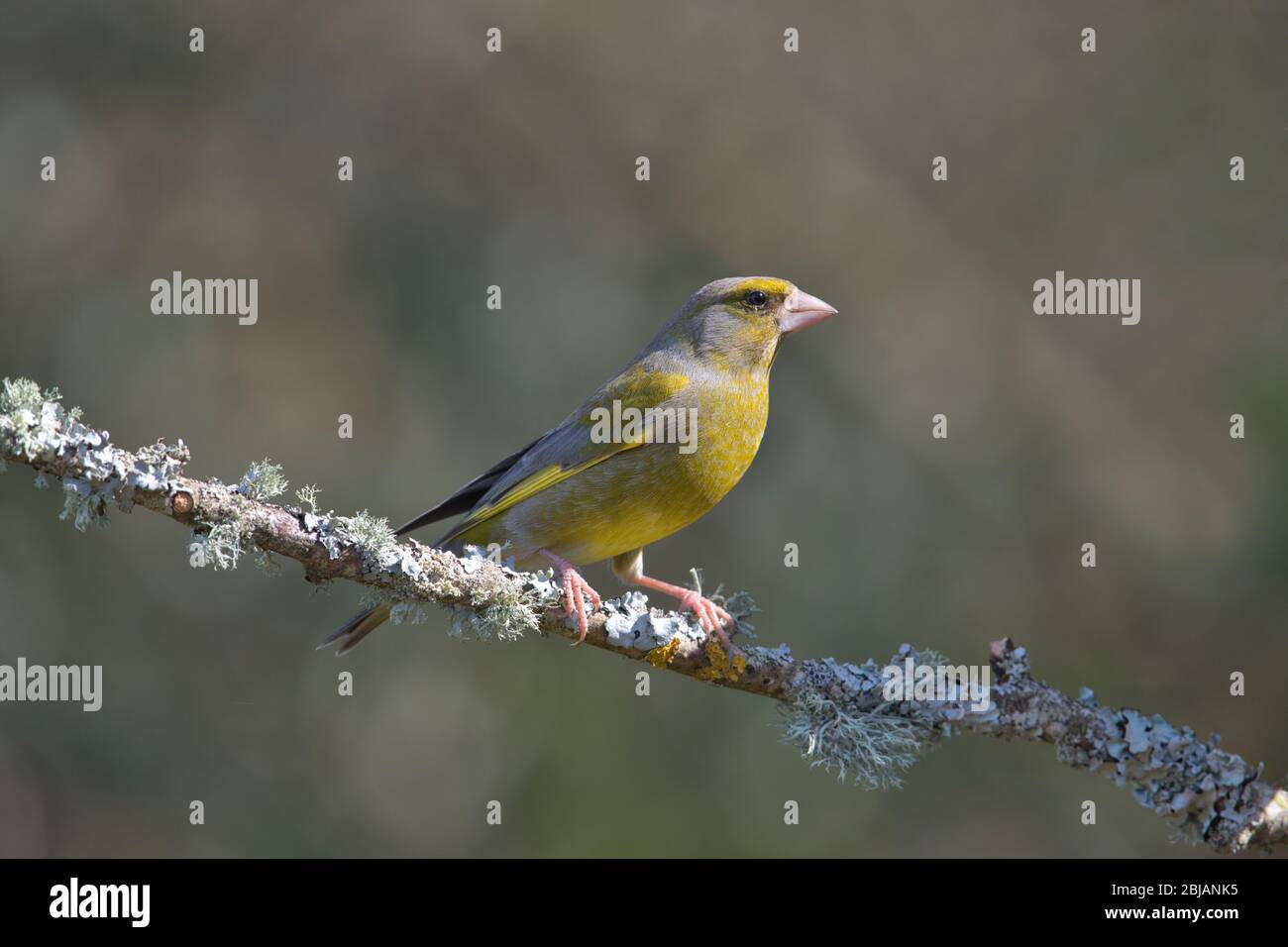 greenfinch mâle (chloris) photographié au début du printemps Banque D'Images